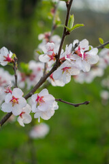 Cherry Blossoms. Lots of little white cherry blossoms. Feelings of spring, innocence and a new beginning.