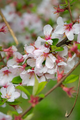 Cherry Blossoms. Lots of little white cherry blossoms. Feelings of spring, innocence and a new beginning.