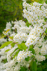 Bird cherry blossoms. Lots of little white bird cherry flowers. Feeling of spring, innocence and new beginnings.