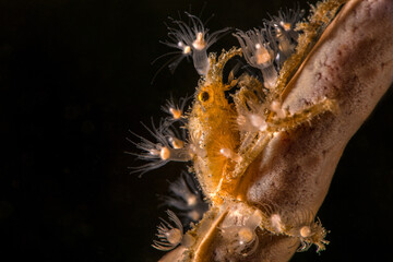 Spiny Spider crab (Achaeus spinosus). Photo was taken in North Sulawesi, island Bangka, Indonesia
