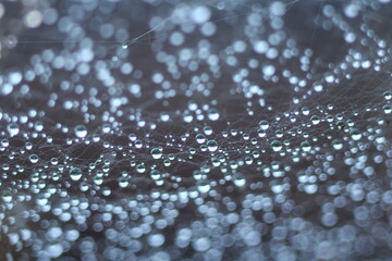 Abstract Blurred background in gray. Morning dew on a spider web.
