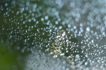 Abstract Blurred background in gray. Morning dew on a spider web.