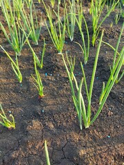 onions growing in a field