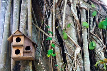 Wooden Birdhouse Nestled Amongst the Intricate Roots of a Tropical Tree, Capturing Nature's Beauty and Harmony in a Lush Outdoor Setting