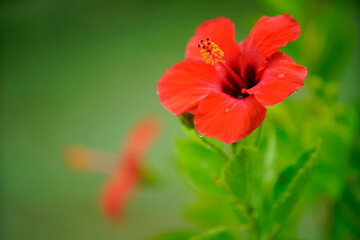 Beautiful close-up of vibrant red hibiscus flower surrounded by lush green foliage, showcasing delicate petals and intricate details of nature's design.