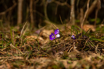 Hepatica flowers blooming on a forest floor in spring. Close-up of vibrant purple-blue hepatica...