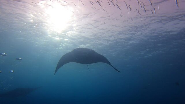 Manta rays swimming overhead, good visibility 