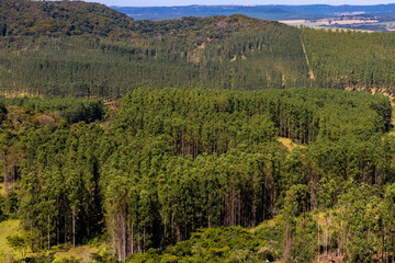 view of eucalyptus plantation with mountains and blue sky in the background.