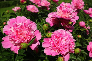 Beautiful pink peonies outdoors	
