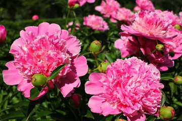 Beautiful pink peonies outdoors	
