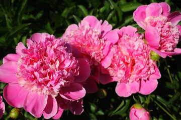 Beautiful pink peonies outdoors	
