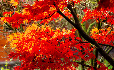 Symphony of maple leaves