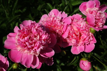 Beautiful pink peonies outdoors	
