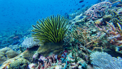Sea lily on a coral reef. Black and green sea lily among corals underwater.