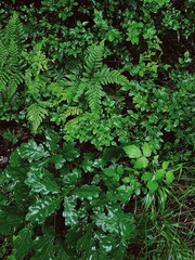 Fresh forest leaves glisten with raindrops, capturing the vibrant green hues after a rainfall. Nature’s lush textures and rich tones bring life to the undergrowth.