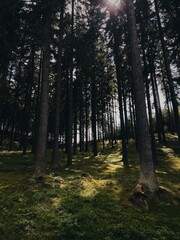 A peaceful summer day in the Czech woods, with sunlight streaming down through the towering trees