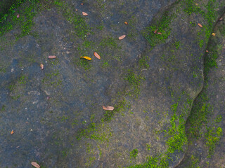 Green moss on rocks in forest for nature and environmental background.    