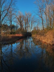 Autumn stroll in an Ottawa park, serene view of bare trees reflecting perfectly in a calm stream, surrounded by warm golden and red foliage under a clear blue sky