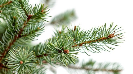 Obraz premium Close-up of a fresh green pine branch on a clean white background.