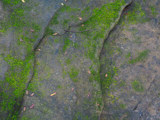 Obraz premium Green moss on rocks in forest for nature and environmental background. 
