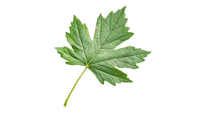 Fototapeta premium Green leaf transparent background