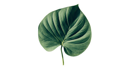  Green leaf transparent background