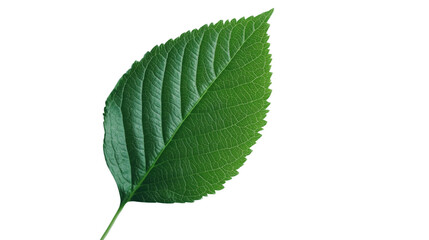 Fototapeta premium Green leaf transparent background