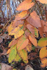 Twig with Autumn Leaves Close Up at Westerpark in Amsterdam, Netherlands