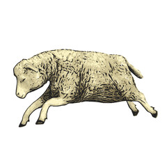 Sheep vector animal ilustration isolated design 