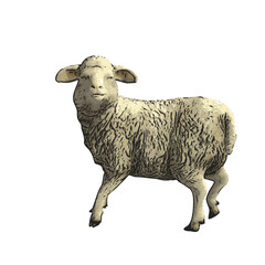 Sheep vector animal ilustration isolated design 