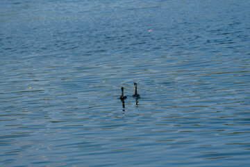 two cormorants swimming together on a calm, rippled water surface. Their close interaction suggests a social or nurturing moment, beautifully captured against the tranquil blue water.