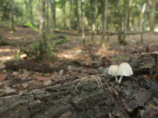 close-up of beautiful forest mushrooms on a fallen tree, autumn. small fresh mushrooms, growing in the Forest. mushrooms and leaves in the forest.