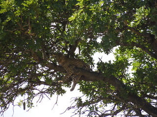 Majestic Leopard Resting on a Tree in Kruger National Park, South Africa