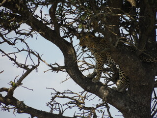 Majestic Leopard Resting on a Tree in Kruger National Park, South Africa