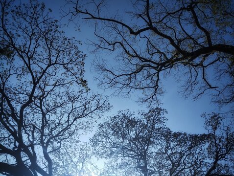 Branc tree with sky background