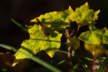晩秋の朝の赤とんぼ