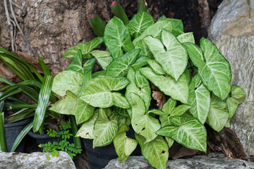 green leaves in a garden