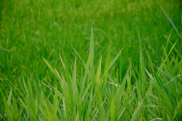 The close-up photo shows the green grass which is a refreshing and relaxing, natural therapy.