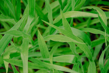 The close-up photo shows the green grass which is a refreshing and relaxing, natural therapy.