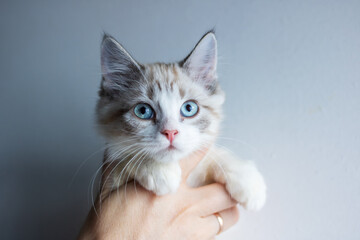 A person is gently holding a small kitten that has blue eyes in their hand