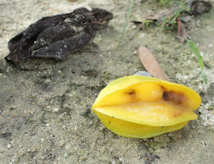 Starfruit damaged due to caterpillar pests. Fruit and hollow before ripening on the tree and fall. This starfruit growth is not good