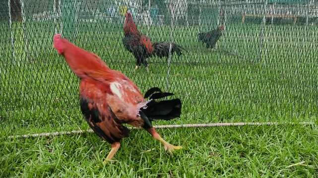 Thai fighting cock in the coops woven.