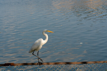 A graceful white egret stands on a rusted metal fence, against the serene backdrop of calm blue waters, showcasing the beauty of wildlife in harmony with nature.