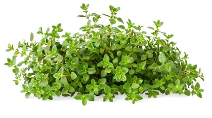 Obraz premium A lush cluster of green thyme leaves, showcasing its vibrant foliage.