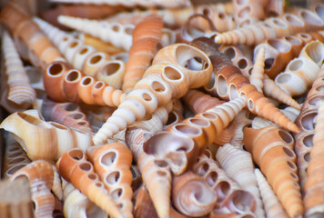Hornshells for sale in a bazaar place