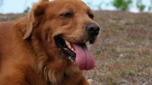 Portrait of a golden retriever in a park close-up, she sticks out her tongue and drools, the dog overheats in the summer. Hot climate is dangerous for dogs. The dog gets tired from the heat.