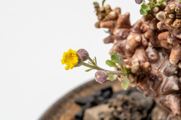多肉植物の花（蛮鬼塔）
