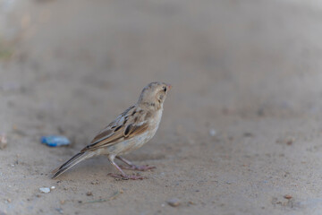 A small sparrow with brown and beige feathers perches on a sandy ground, looking inquisitively into the distance. The blurred background emphasizes the simplicity of the natural setting