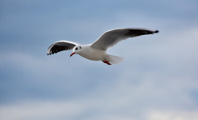 Seagull flying with open wings, closeup