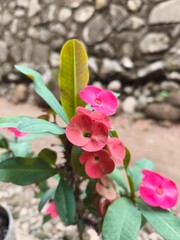 Euphorbia milii pink flower in garden